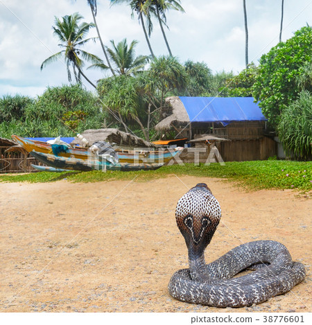 King cobra in the wild nature. King cobra in the wild nature. 38776601
