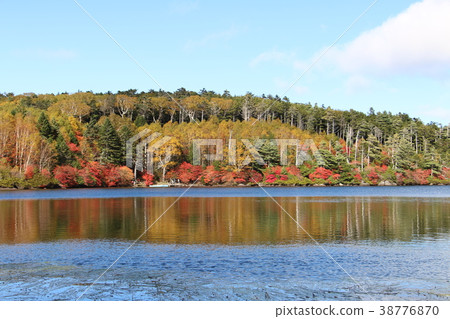 Autumn leaves of Shirakomakike 38776870