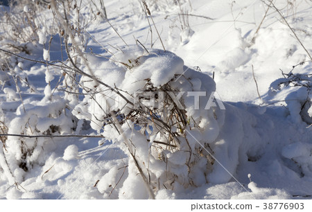 Snow covered field Snow covered field 38776903