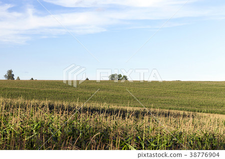 cornfield, summer cornfield, summer 38776904