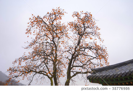 Persimmon, Jeongeunsa, Ganghwa-gun, Incheon 38776986