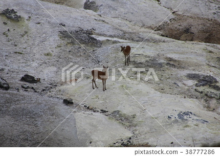 Ezo deer parent and child _ Noboribetsu Ezo deer parent and child _ Noboribetsu 38777286
