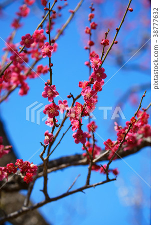 紅色李子開花在Hangi公園 紅色李子開花在Hangi公園 38777632