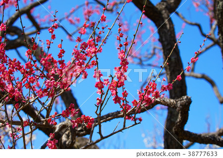 紅色李子開花在Hangi公園 紅色李子開花在Hangi公園 38777633
