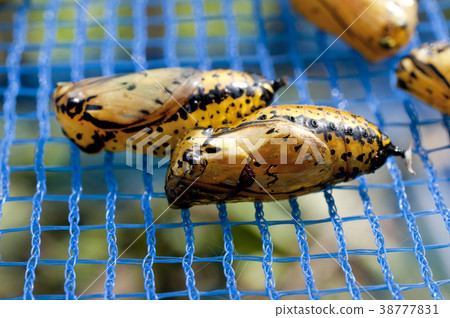 Pupa of Stag beetle Pupa of Stag beetle 38777831