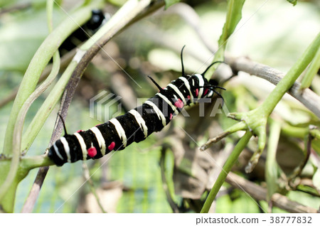 Caterpillar larva 38777832