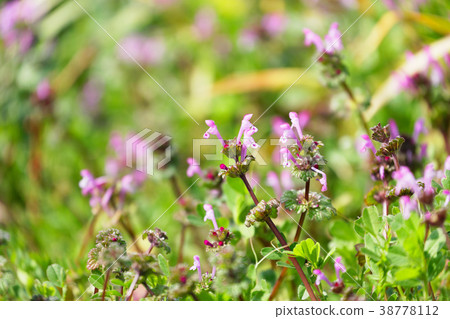 管家公園的Hotokenoza 38778112