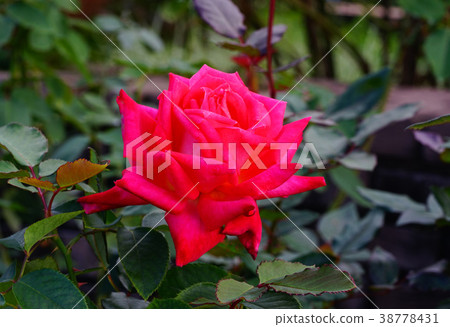 Rose pommel horse 38778431
