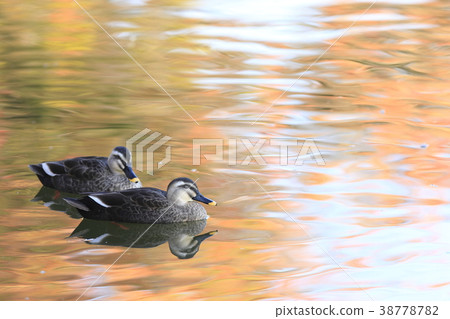 Karugamo of autumnal season 38778782