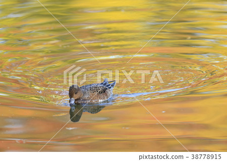 Hydrangea foliage season 38778915