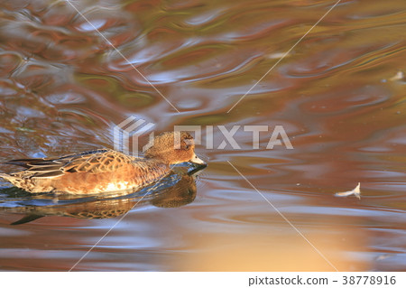 Hydrangea foliage season Hydrangea foliage season 38778916