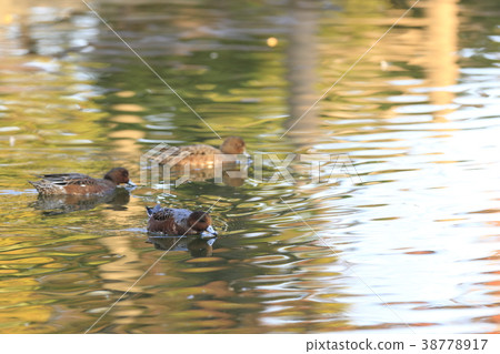 Hydrangea foliage season 38778917