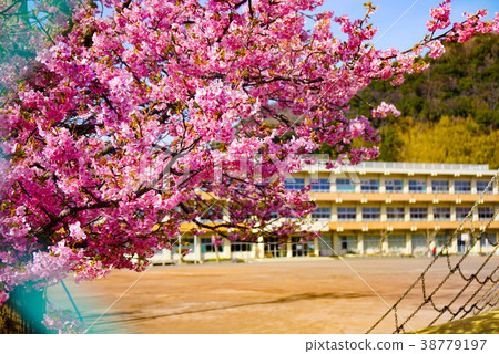 School building and cherry blossom School building and cherry blossom 38779197