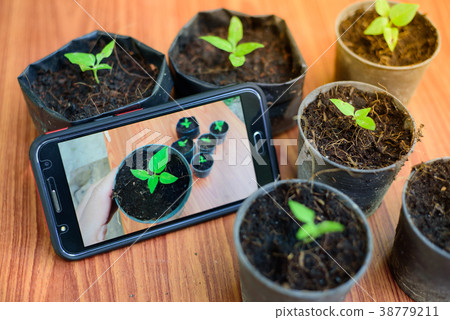 Shooting little plants  with smartphone 38779211
