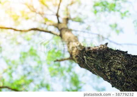 Big trees and wide branches. Big trees and wide branches. 38779232