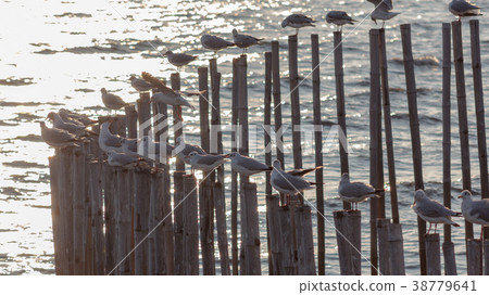 Free bird and freedom life over the ocean. 38779641