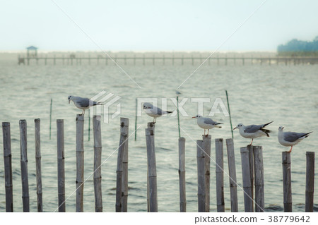 Free bird and freedom life over the ocean. Free bird and freedom life over the ocean. 38779642