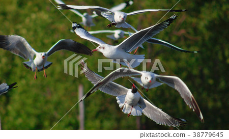 Free bird and freedom life over the ocean. 38779645