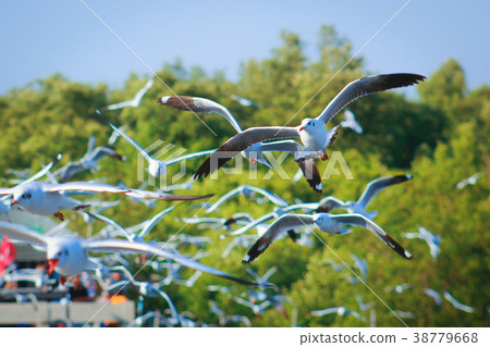 Free bird and freedom life over the ocean. Free bird and freedom life over the ocean. 38779668