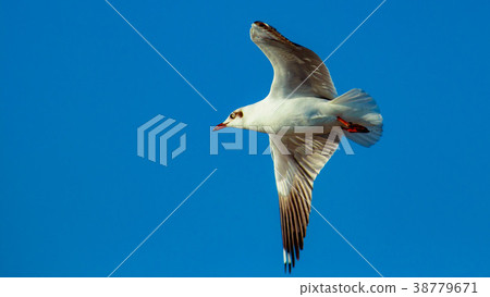 Free bird and freedom life over the ocean. 38779671