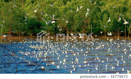 Free bird and freedom life over the ocean. Free bird and freedom life over the ocean. 38779672