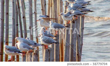 Free bird and freedom life over the ocean. 38779704