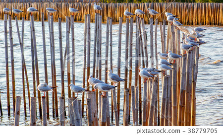 Free bird and freedom life over the ocean. 38779705