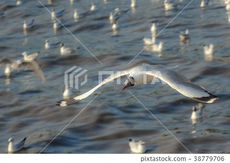 Free bird and freedom life over the ocean. 38779706