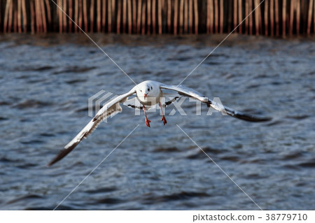 Free bird and freedom life over the ocean. 38779710