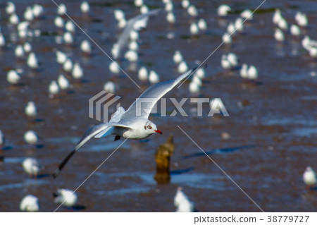 Free bird and freedom life over the ocean. Free bird and freedom life over the ocean. 38779727