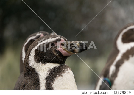 Humboldt Penguin Side View Humboldt Penguin Side View 38779809