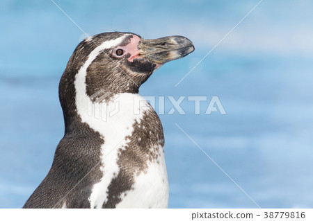 Humboldt penguin one better 38779816