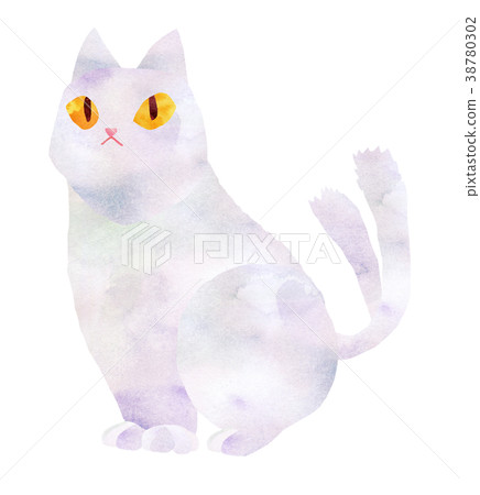 Cat, white cat Cat, white cat 38780302