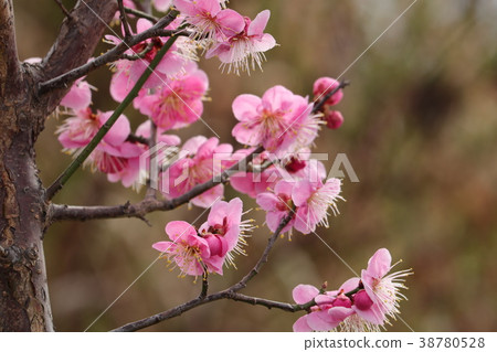 樹花“梅花”Yamadaike梅林:大阪府枚方市 樹花“梅花”Yamadaike梅林:大阪府枚方市 38780528