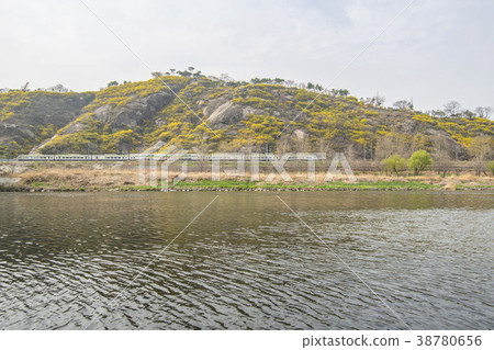 Forsythia, train, Ebongsan, Jungnangcheon, Seongdong-gu, Seoul 38780656