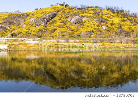 Forsythia, train, Ebongsan, Jungnangcheon, Seongdong-gu, Seoul 38780702
