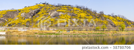 Forsythia, train, Ebongsan, Jungnangcheon, Seongdong-gu, Seoul 38780706