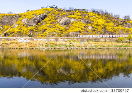 Forsythia, train, Ebongsan, Jungnangcheon, Seongdong-gu, Seoul 38780707