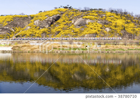 Forsythia, train, Ebongsan, Jungnangcheon, Seongdong-gu, Seoul 38780710