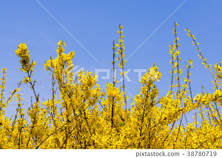 Wanari, Ebongsan, Seongdong-gu, Seoul 38780719