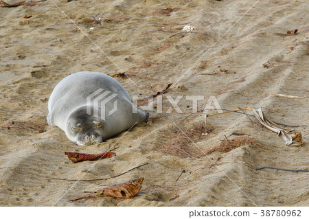 Hawaiian Monk Seal Hawaiian Monk Seal 38780962