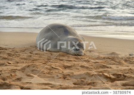 Hawaiian Monk Seal Hawaiian Monk Seal 38780974