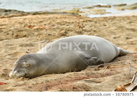 Hawaii Monk Seal 38780975
