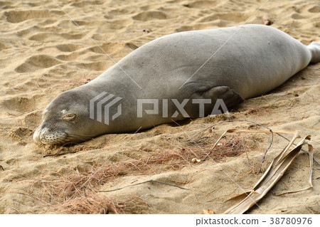 夏威夷僧海豹 夏威夷僧海豹 38780976