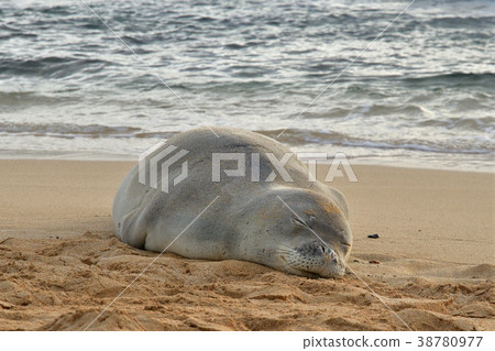 Hawaiian Monk Seal 38780977