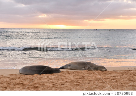Sunset and a pair of Hawaiian monk seal Sunset and a pair of Hawaiian monk seal 38780998