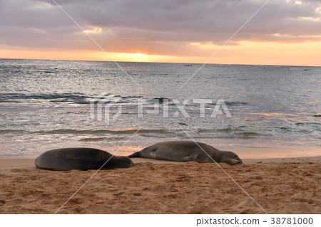 Sunset and a pair of Hawaiian monk seals Sunset and a pair of Hawaiian monk seals 38781000