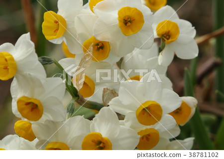 Winter flower "Daffron: Narcissus" riverbed flower bed: Hirakata City, Osaka Prefecture Winter flower "Daffron: Narcissus" riverbed flower bed: Hirakata City, Osaka Prefecture 38781102