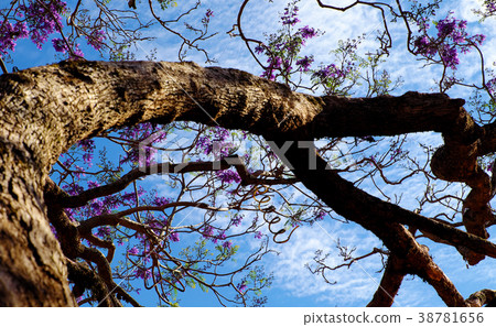 Impression violet flower on flamboyant tree Impression violet flower on flamboyant tree 38781656