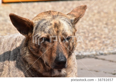 睡覺的狗 38781657